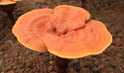 未破壁的靈芝孢子粉有什么危害？